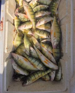 Fish-Species