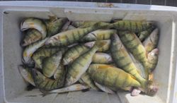7 American Yellow Perch fish caught in Monroe