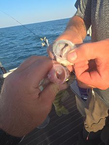 Best, great fishing trip in MI