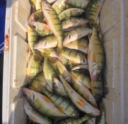 Fish-Species