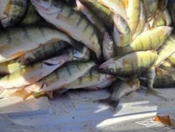 Fish-Species