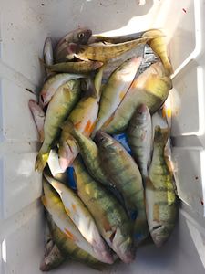 4 fish caught fishing in MI