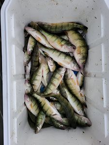 5 fishing rods in the water, taken in MI