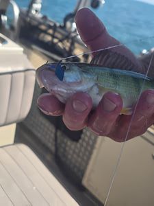 Fishing in MI