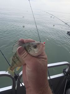 A fishing trip to MI