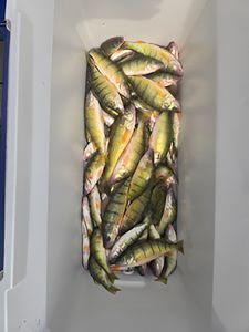 Fishing trip in MI
