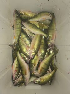6 fish caught while fishing in Monroe