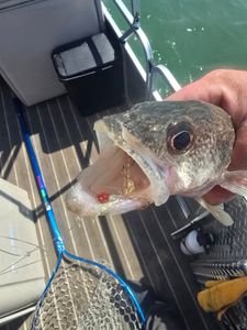 Fishing in MI