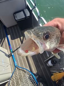 Fishing in Monroe: Best Great Catch