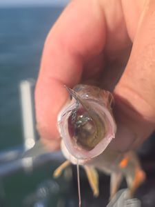 Fishing trip in MI