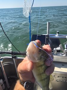 Fishing in MI