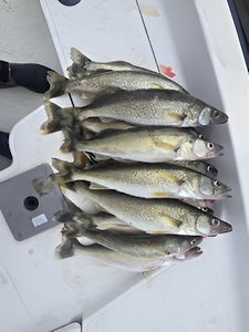 5 fishing rods on a dock in MI