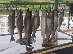 Six fish caught while fishing in Monroe