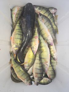 Three fish caught in Monroe