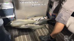 Two fish caught while fishing in MI
