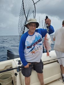 Florida's Coastal Red Beauty 