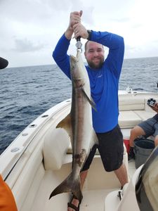 Now that's a Nice 57 LB Cobia.  WOW!