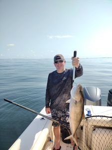 A single blue runner fish caught while fishing in FL