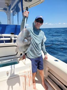 Grey Triggerfish caught while fishing in FL