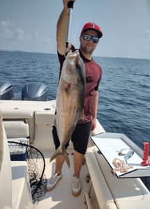 Not letting this Amberjack slip away 