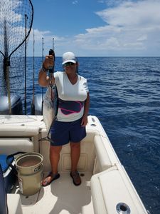 Little Tunny fish caught while fishing in FL
