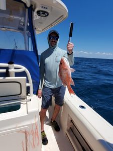 Mangrove red snapper caught fishing in FL