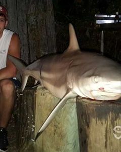 Blacktip shark fishing at Panama City Beach