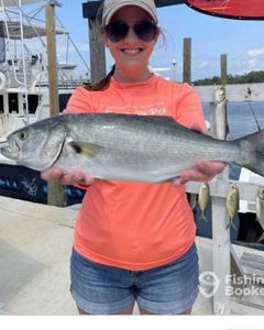 Bluefish, 22 inches, caught fishing in Panama City Beach