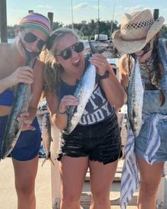 Three bluefish caught while fishing in Panama City Beach