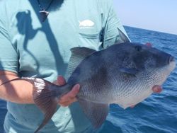 Grey triggerfish caught while fishing in Panama City Beach