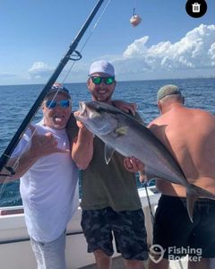 Photograph of a huge greater amberjack caught while fishing in Panama City Beach