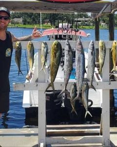 7 King Mackerel, 28 inches, fishing in FL