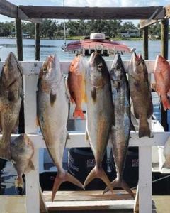 7 fish caught while fishing in Florida