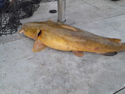 Flathead catfish quest