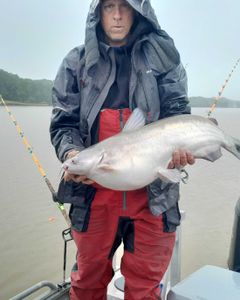 Blue catfish hunt begins!