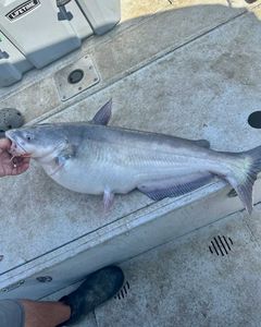 Blue Catfish caught while fishing in Mocksville