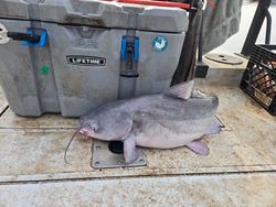 Catch a channel catfish in Mocksville