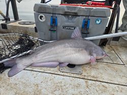 Blue catfish caught while fishing in Mocksville
