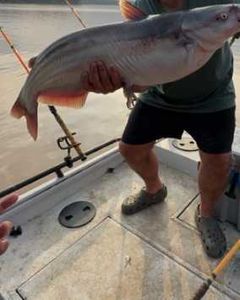 One fish caught in Mocksville