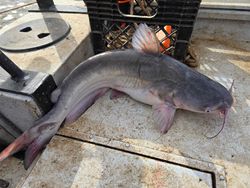 One white catfish caught fishing in Mocksville
