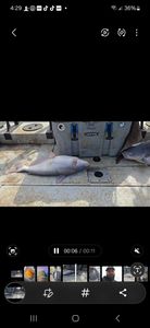Impressive catch of a blue catfish measuring 43 inches