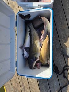 Blue Catfish caught while fishing in NC