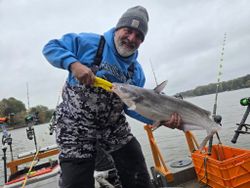 A fisherman holding a blue catfish in NC