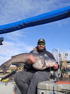 Blue Catfish, 31-inch fish caught while fishing in NC