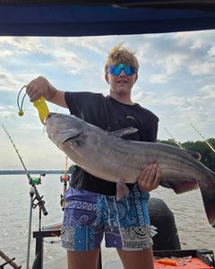 Mighty Blue Catfish caught while fishing in NC