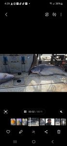 Photograph of a 43-inch Blue Catfish caught while fishing in Mocksville.