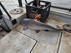 Blue catfish caught in Mocksville