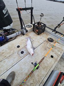 Blue catfish caught in Mocksville