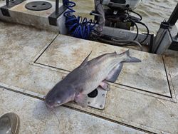 A majestic blue catfish caught in Mocksville