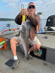 A lone Blue Catfish caught while fishing in Mocksville